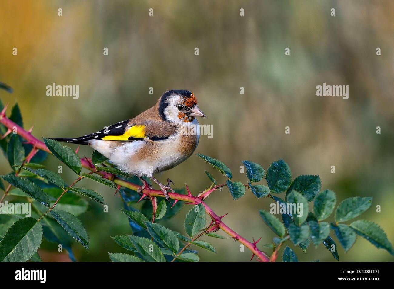 Goldfinch, sempre accolto visitatore nel cortile. Foto Stock