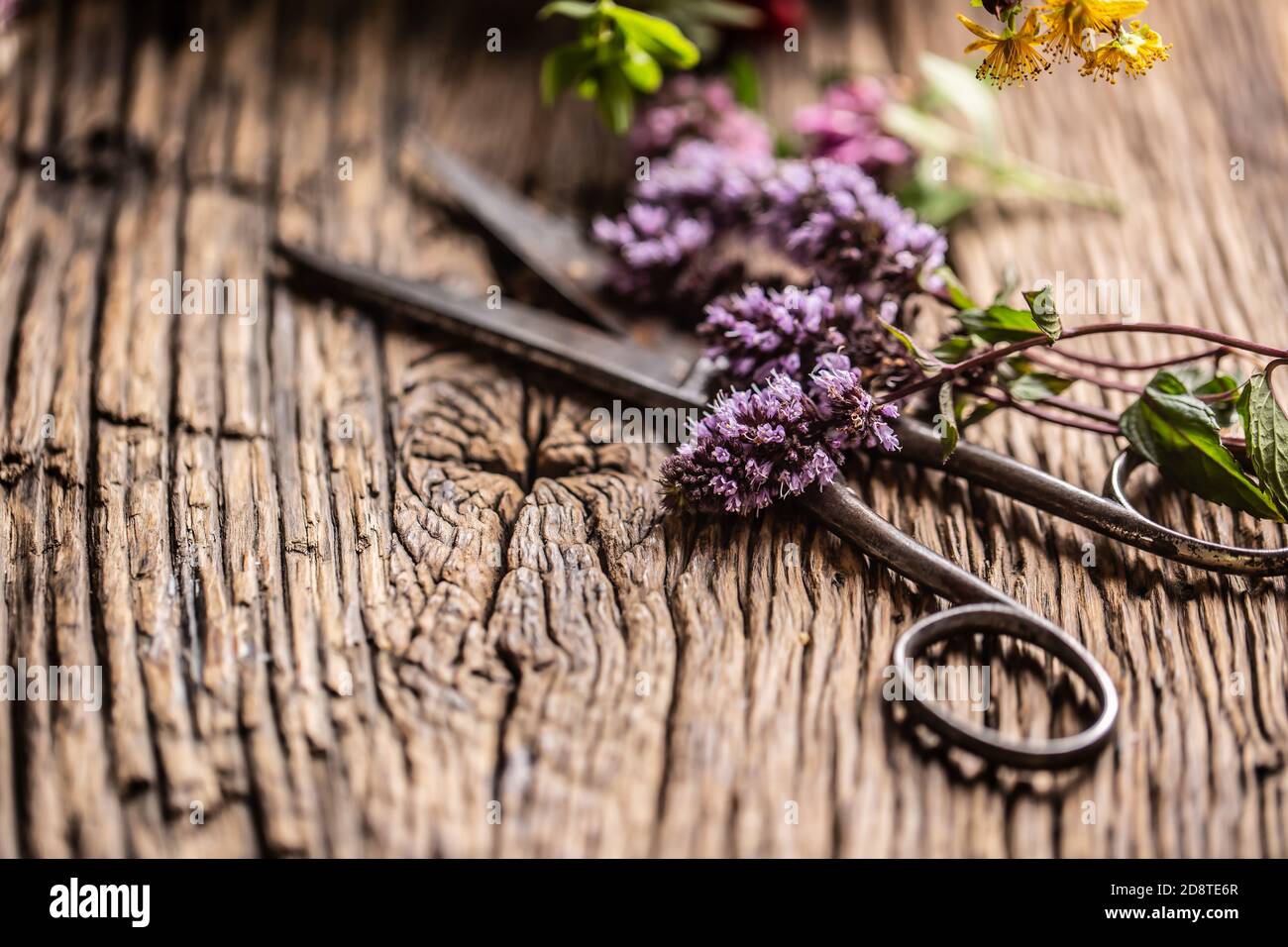 Erbe medicinali e fiori su legno d'annata con forbici Foto Stock