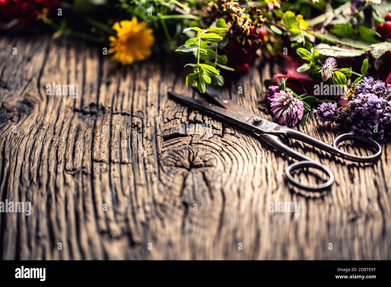 Varietà di erbe curative e fiori su legno rustico con forbici Foto Stock