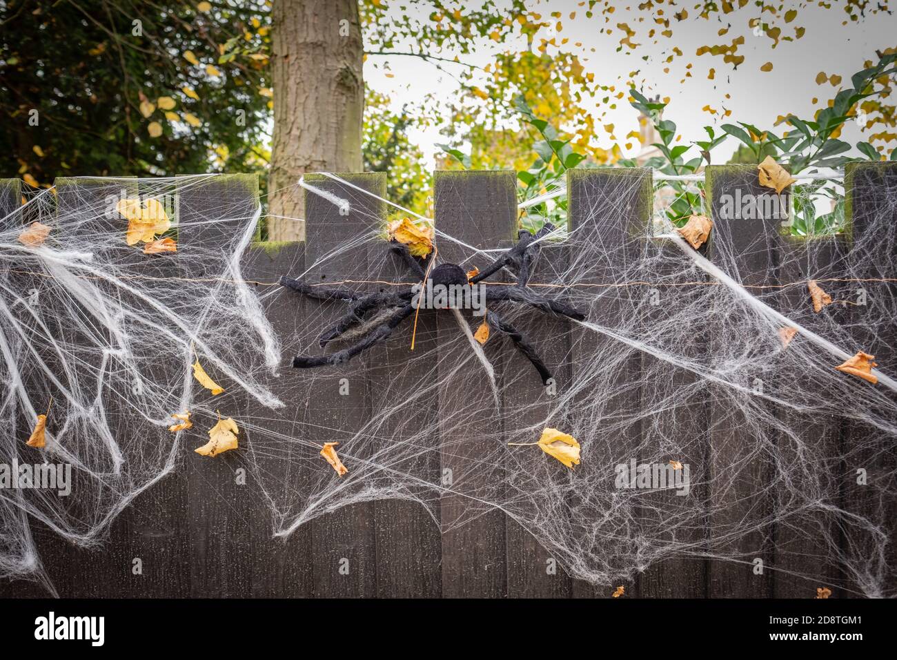 Recentemente installato Halloween trucco ragno e falso ciottwebs visto su una recinzione giardino. Foto Stock