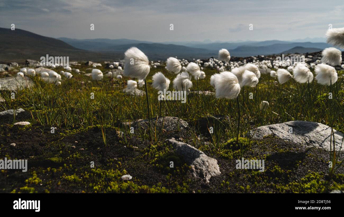 Cottongrass artico nel Parco Nazionale di Dovrefjell Sunndalsfjella, Norvegia Foto Stock