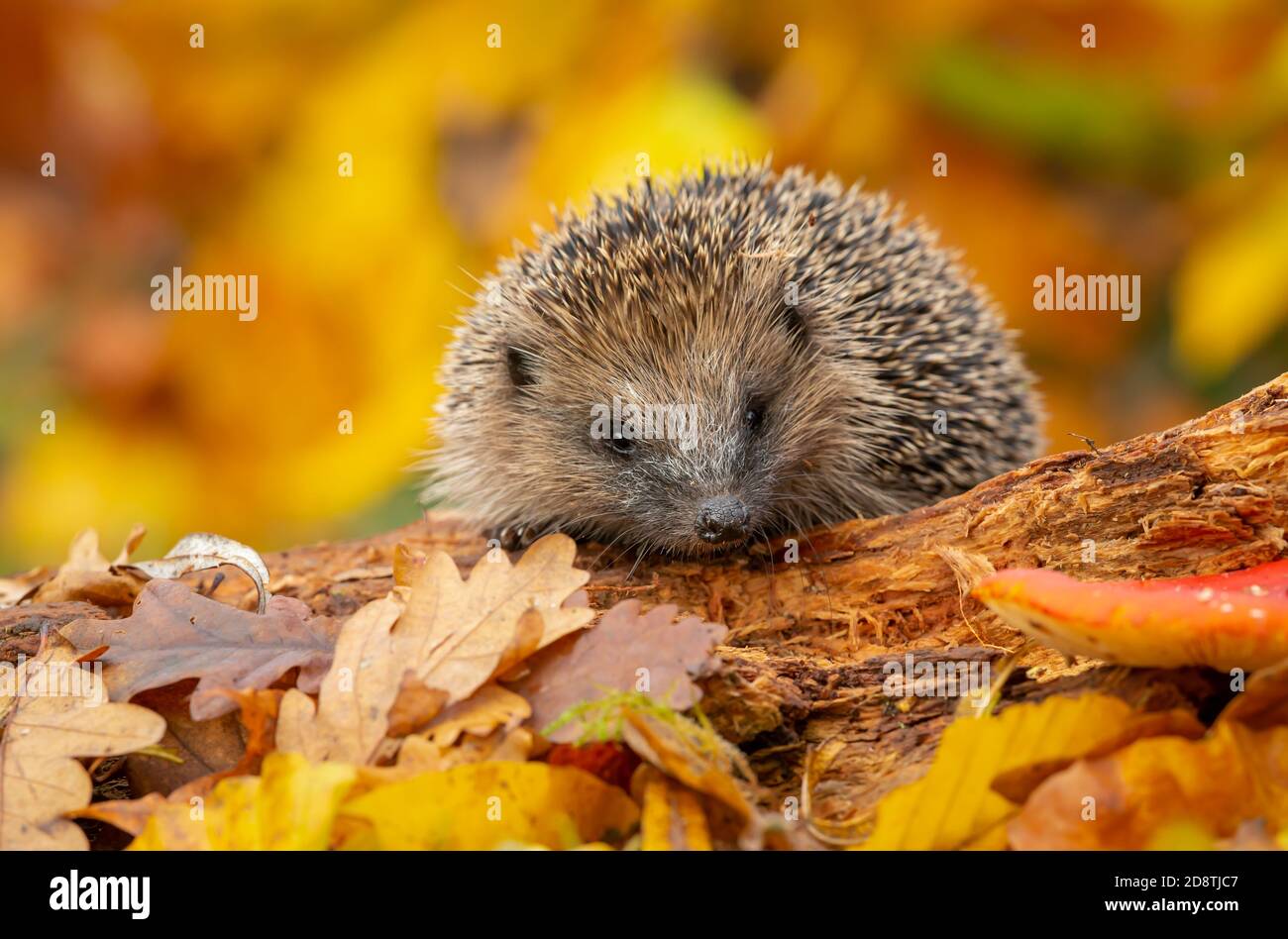 Hedgehog, (nome scientifico: Erinaceus Europaeus) riccio selvatico, nativo, europeo in autunno foraggio su un tronco caduto con foglie arancioni colorate Foto Stock