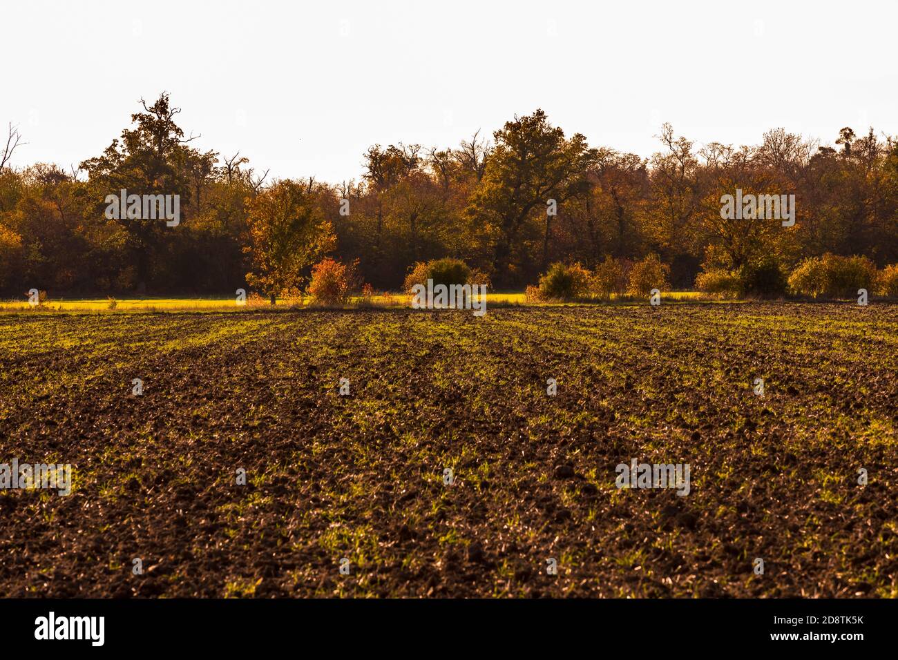 Una natura solitaria con molte foglie colorate in autunno Umore in Germania Foto Stock