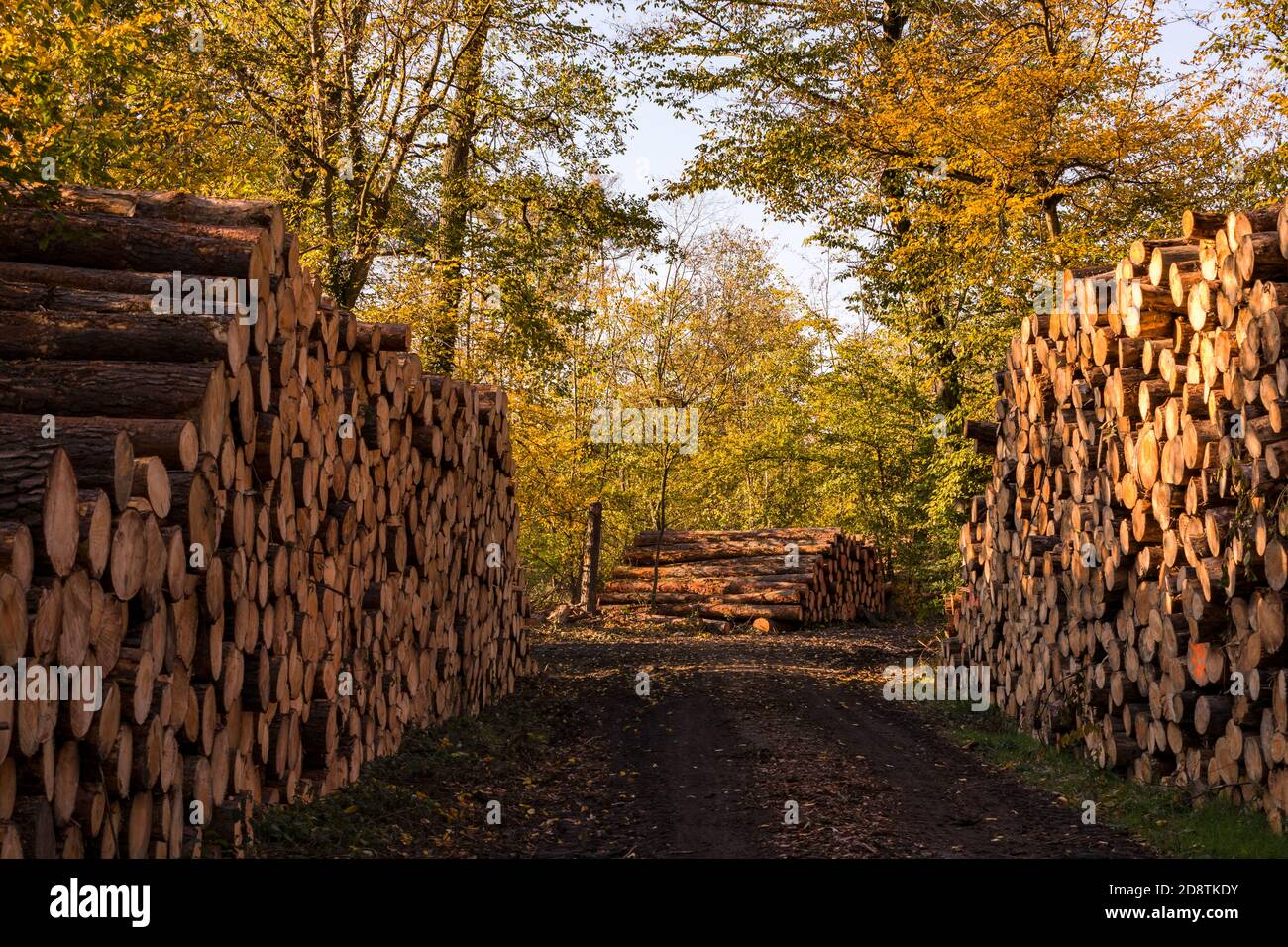 Molti alberi sono abbattuto dalla siccità e dalle tempeste, che portano ad un eccesso di offerta sul mercato del legname Foto Stock