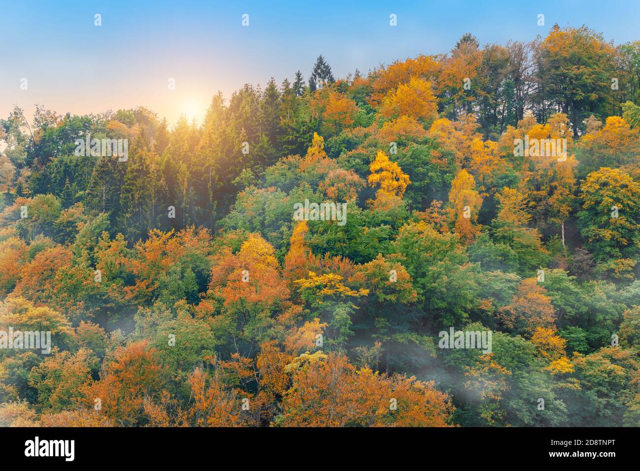 Autunno foresta nella nebbia. Foto Stock