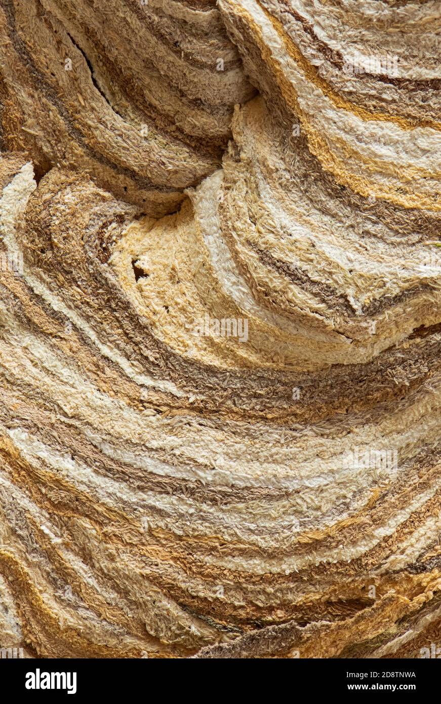 WASP NEST primo piano dettaglio del nido di carta che mostra il fibra di legno rotta che è stata mescolata con saliva per creare pasta di carta morbida Foto Stock