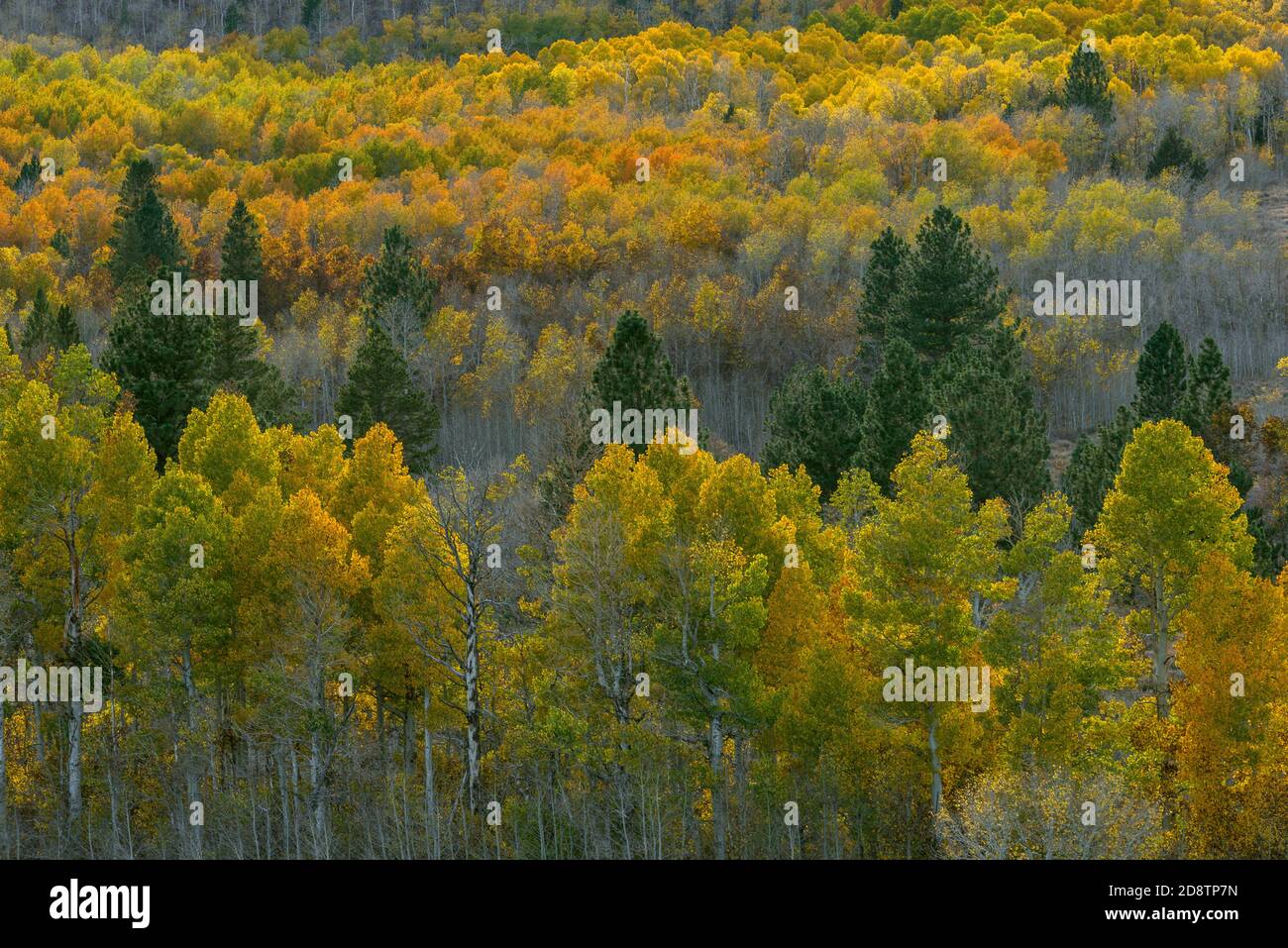 Aspen, Populus Tremula, Parker Bench, Inyo National Forest, Eastern Sierra, California Foto Stock