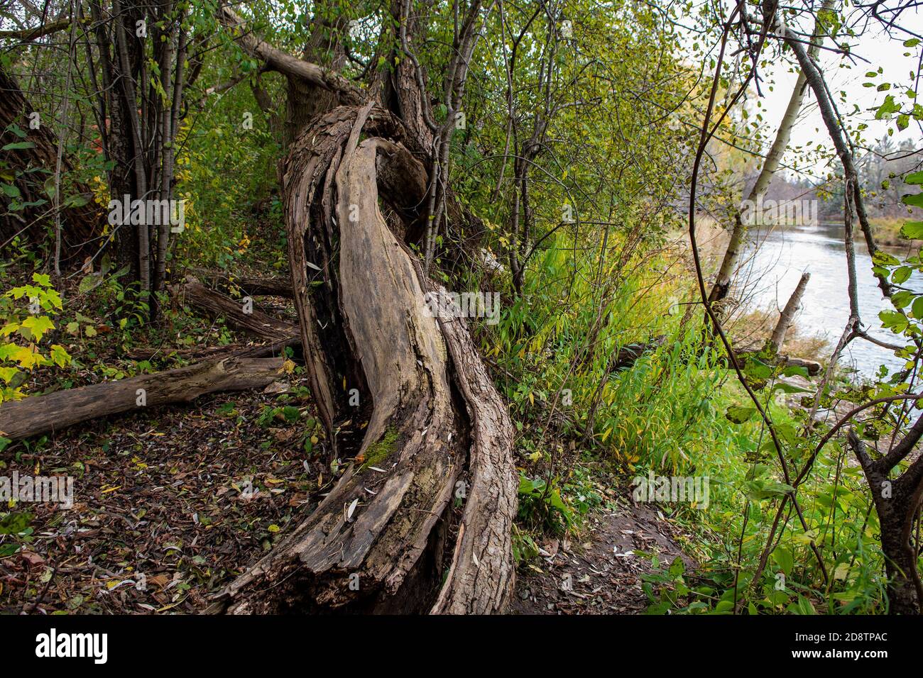 Tre giovani birch crescono sul lato della strada nel parco cittadino Foto Stock