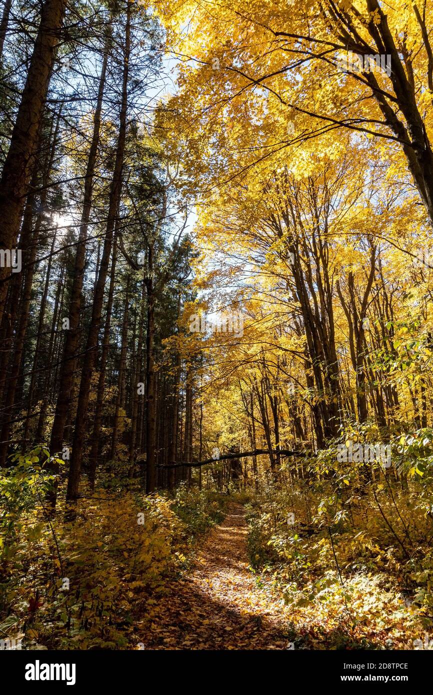 Ottobre cambia l'aspetto delle foreste, trasformandole in una vista magica e favolosa Foto Stock