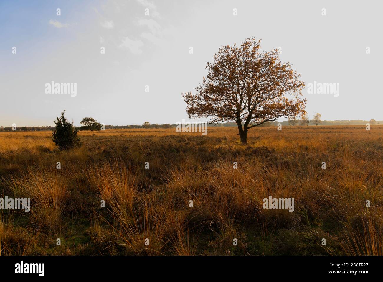 Lone albero in campo in autunno. Foglie rosse e arancioni, cielo blu. Composizione orizzontale, full frame. Foto Stock