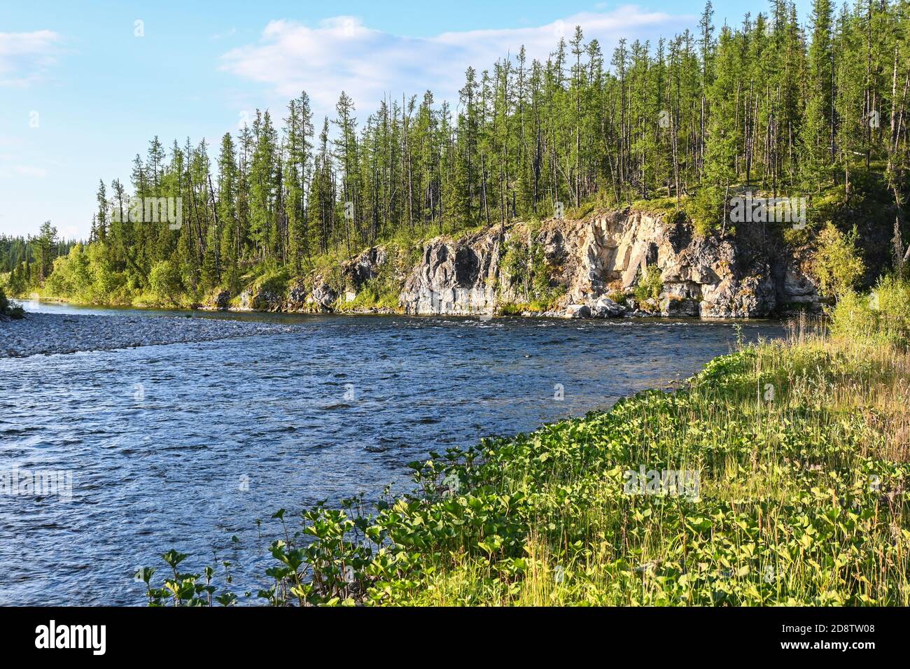 Fiume Taiga tra le foreste della Vergine Komi. Paesaggio estivo dell'acqua settentrionale Foto Stock