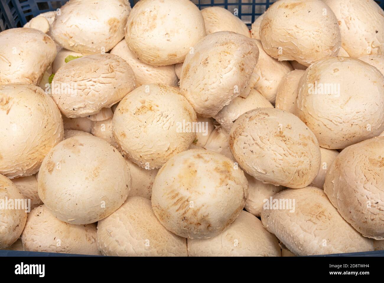 Gustosi funghi crudi a base di bottoni da cucinare Foto Stock