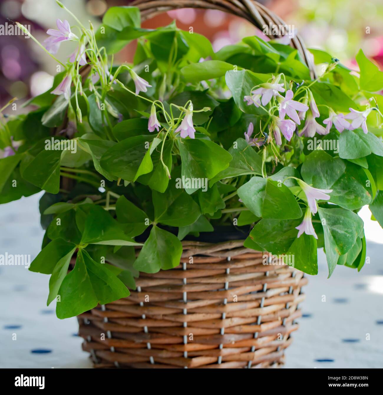 ShamRocks fotofilo viola, oxalis triangularis in vasi di terracotta fiorire con fiori di lavanda, sia piante interne ed esterne di lunga vita. Foto Stock