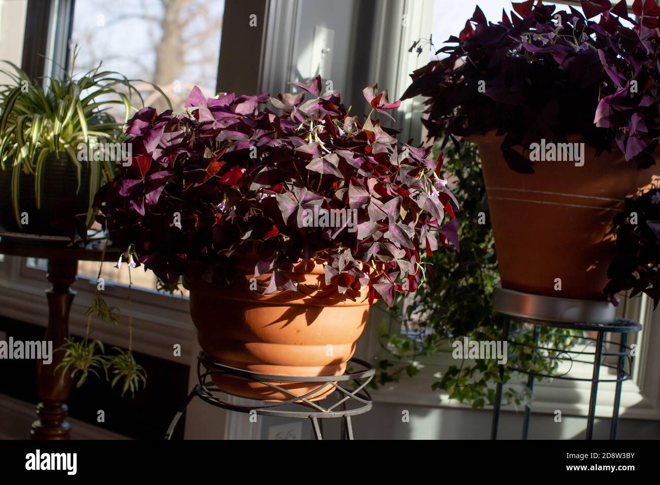 ShamRocks fotofilo viola, oxalis triangularis in vasi di terracotta fiorire con fiori di lavanda, sia piante interne ed esterne di lunga vita. Foto Stock