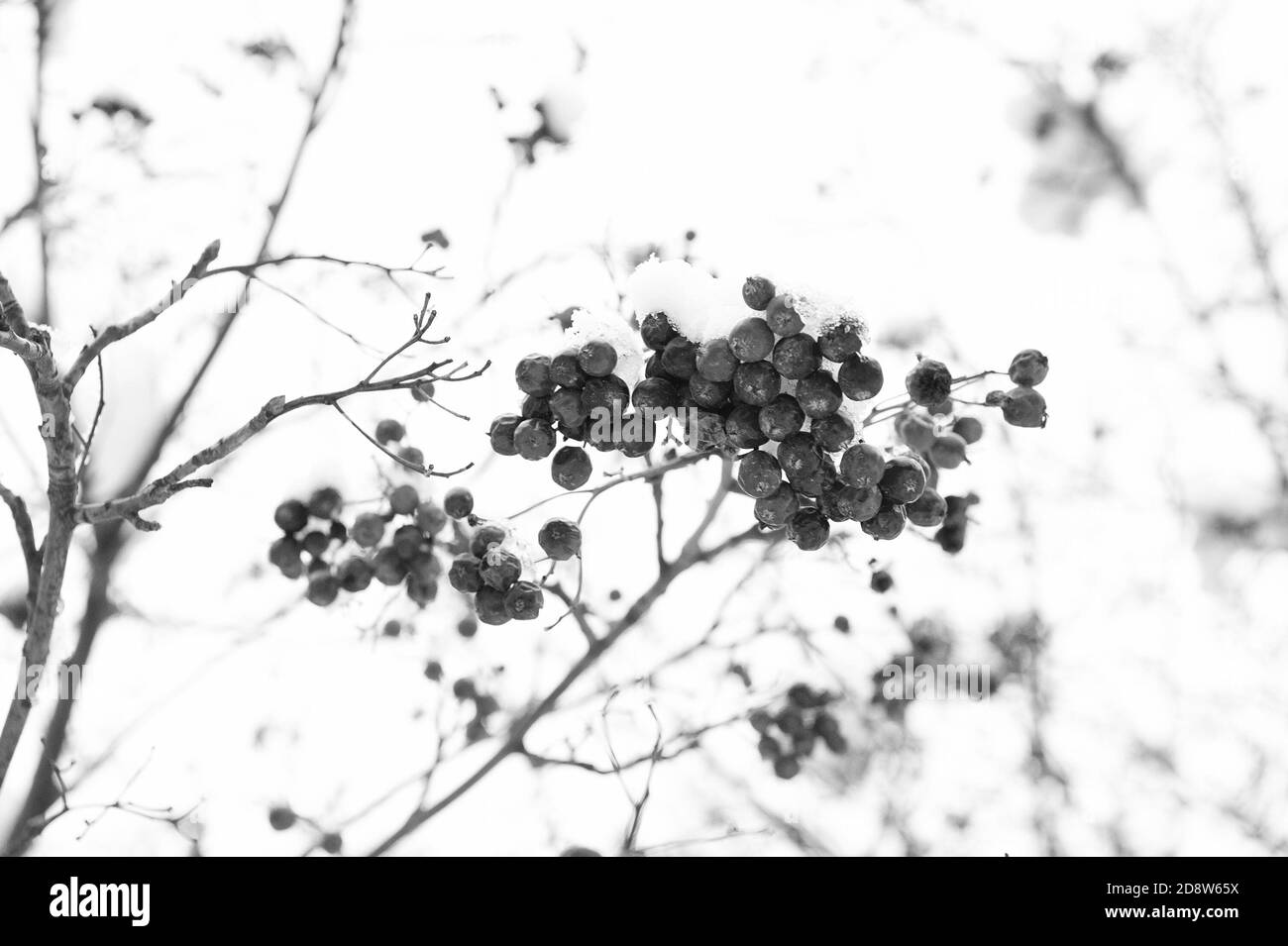 Frutti di bosco di stagione. Natale rowan bacche ramo. Bacche di biancospino mazzo. Rowanberry nella neve. Bacche di cenere rossa nella neve. Sfondo invernale. Bacche rosse smerigliate. Alimenti congelati. Climatizzazione automatica. Foto Stock