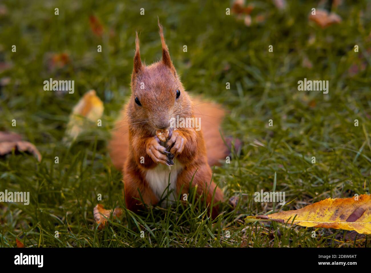 Uno scoiattolo rosso occupato a mangiare una noce nel parco della città. Foto Stock
