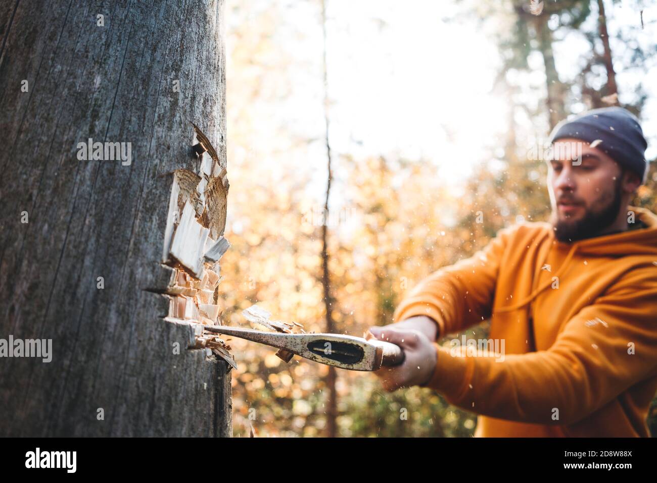Forte lumberjack tagliare albero utilizzando l'ascia. Uomo tagliabordi lavoro a foresta Foto Stock