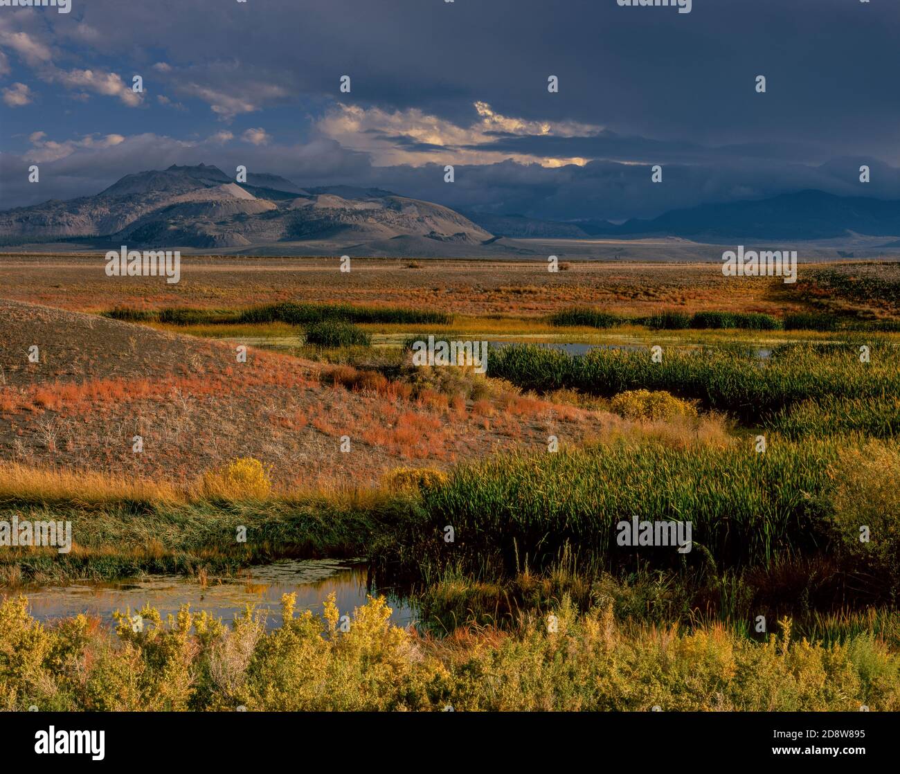 Zone umide, Craters Mono, Mono Basin National Forest Scenic Area, Inyo National Forest, Eastern Sierra, California Foto Stock