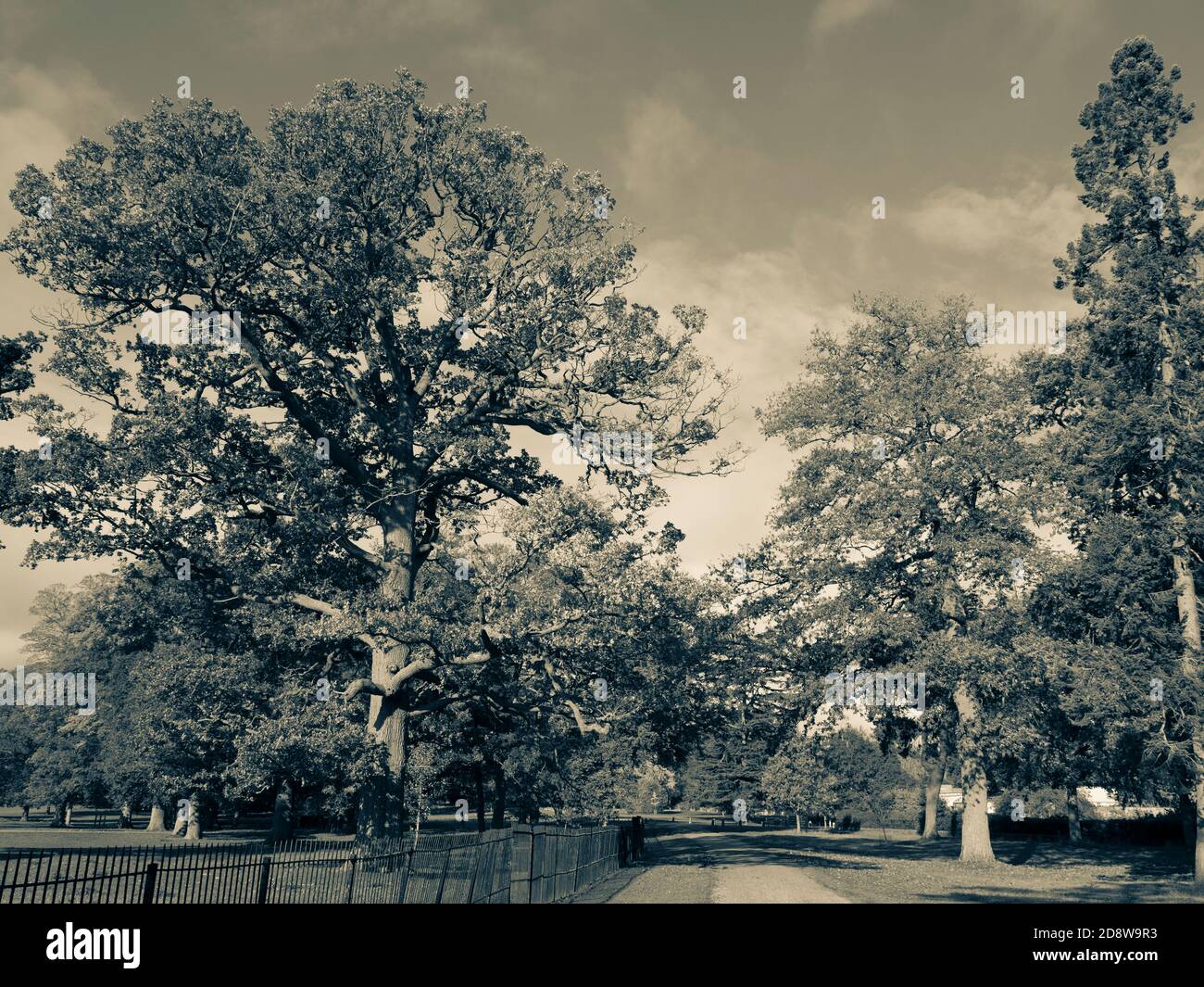 Paesaggio bianco e nero di Englefield Estate , Englefield, Thale, Reading, Berkshire, Inghilterra, UK, GB. Foto Stock