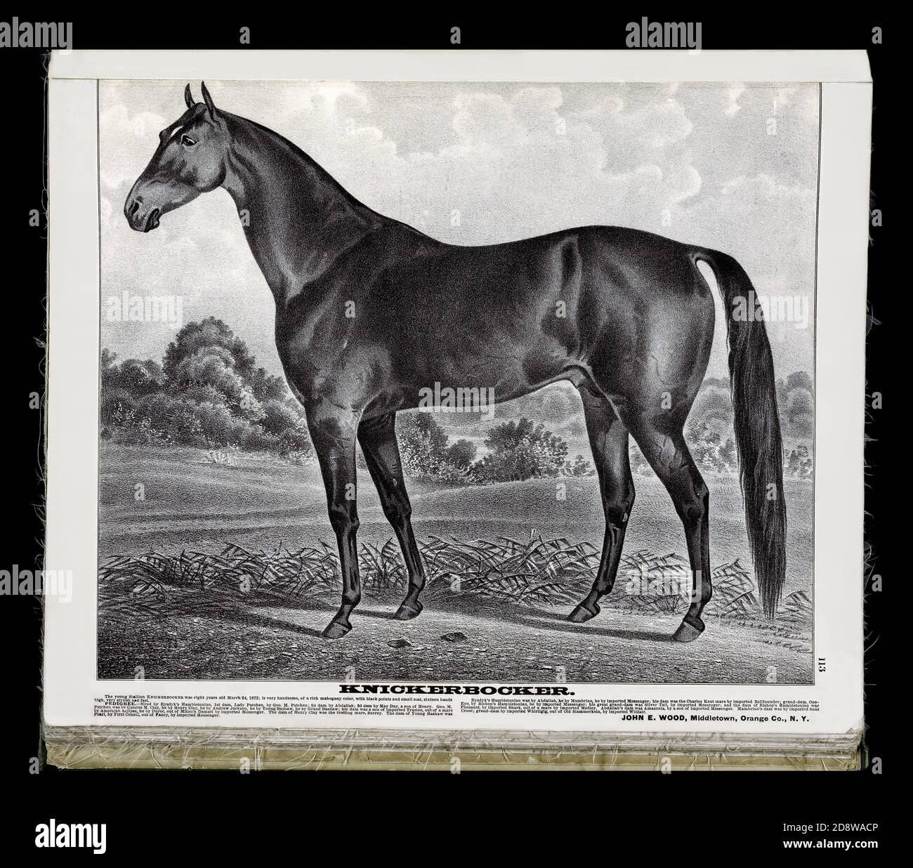 Knickerbocker Stallion 1875 illustrazione, una riproduzione restaurata. Foto Stock