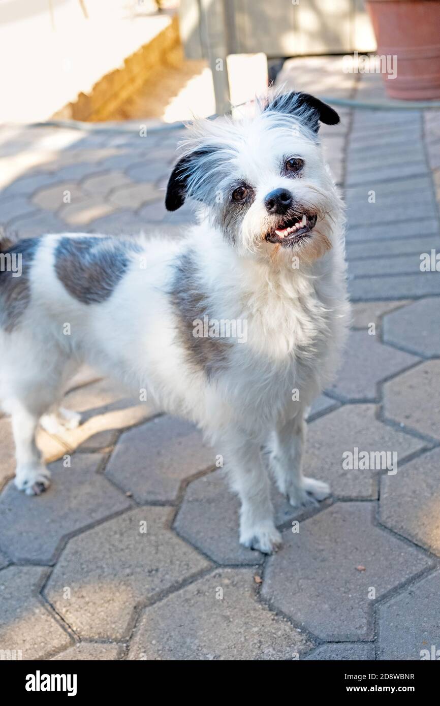 piccolo cane terrier bianco in piedi faccia in avanti. pelliccia bianca, orecchie nere, occhi marroni, scruffy, soffice, sfondo giardino, sorridente con t pulita ma storta Foto Stock