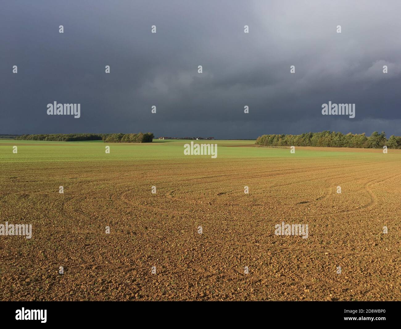 Paesaggio con minaccia di tessitore sul campo di colore oro con pioggia Nuvole grigie in Borgogna Francia Foto Stock