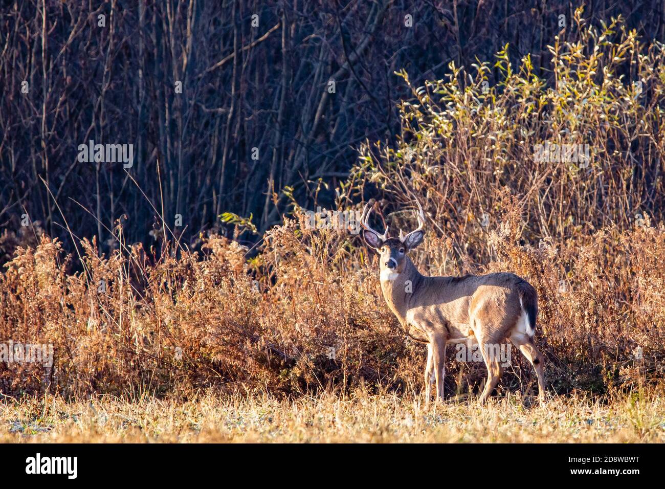 Grande buck di cervo dalla coda bianca (Odocoileus virginianus) durante la trota del Wisconsin alla fine di ottobre, orizzontale Foto Stock
