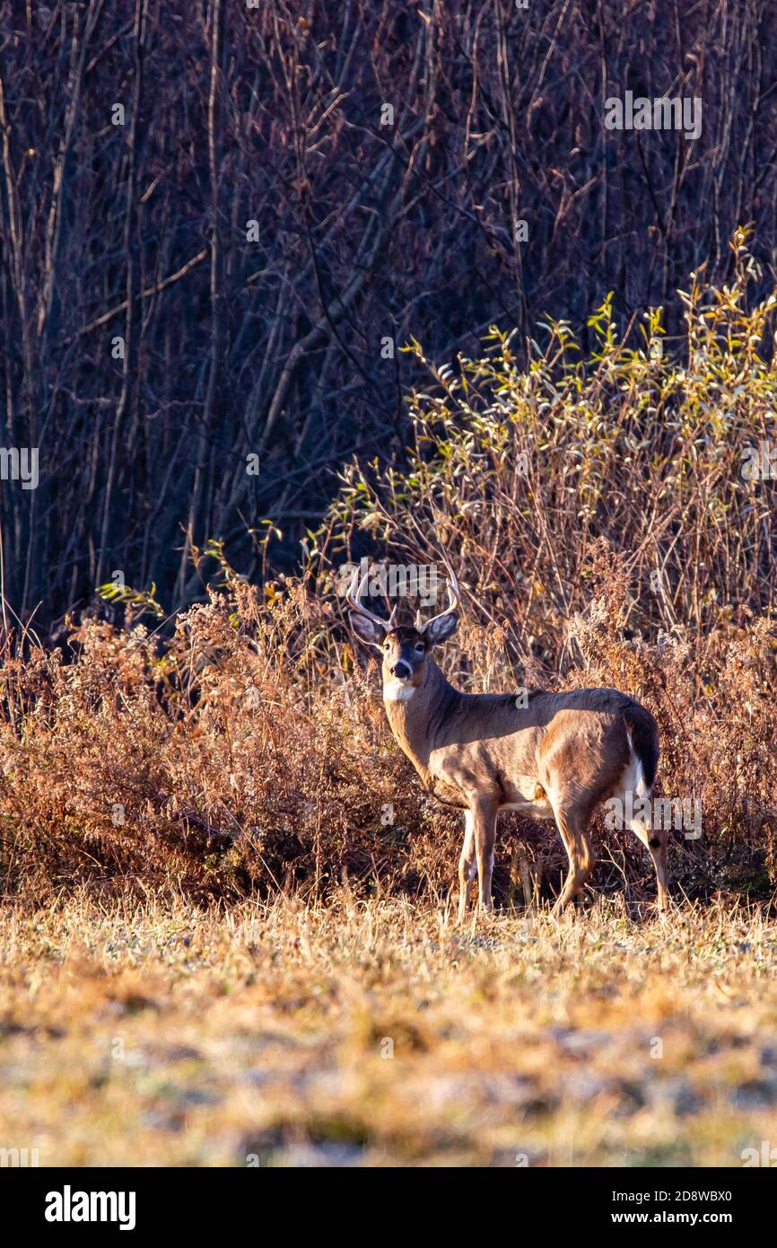 Grande buck di cervo dalla coda bianca (Odocoileus virginianus) durante la trota del Wisconsin alla fine di ottobre, verticale Foto Stock
