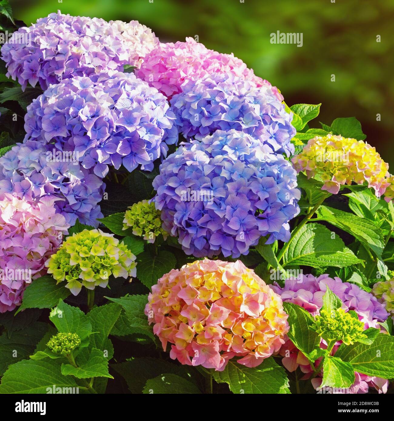 Fiori colorati di idrangea ( Hydrangea macrophylla ) in giardino nella soleggiata giornata estiva Foto Stock