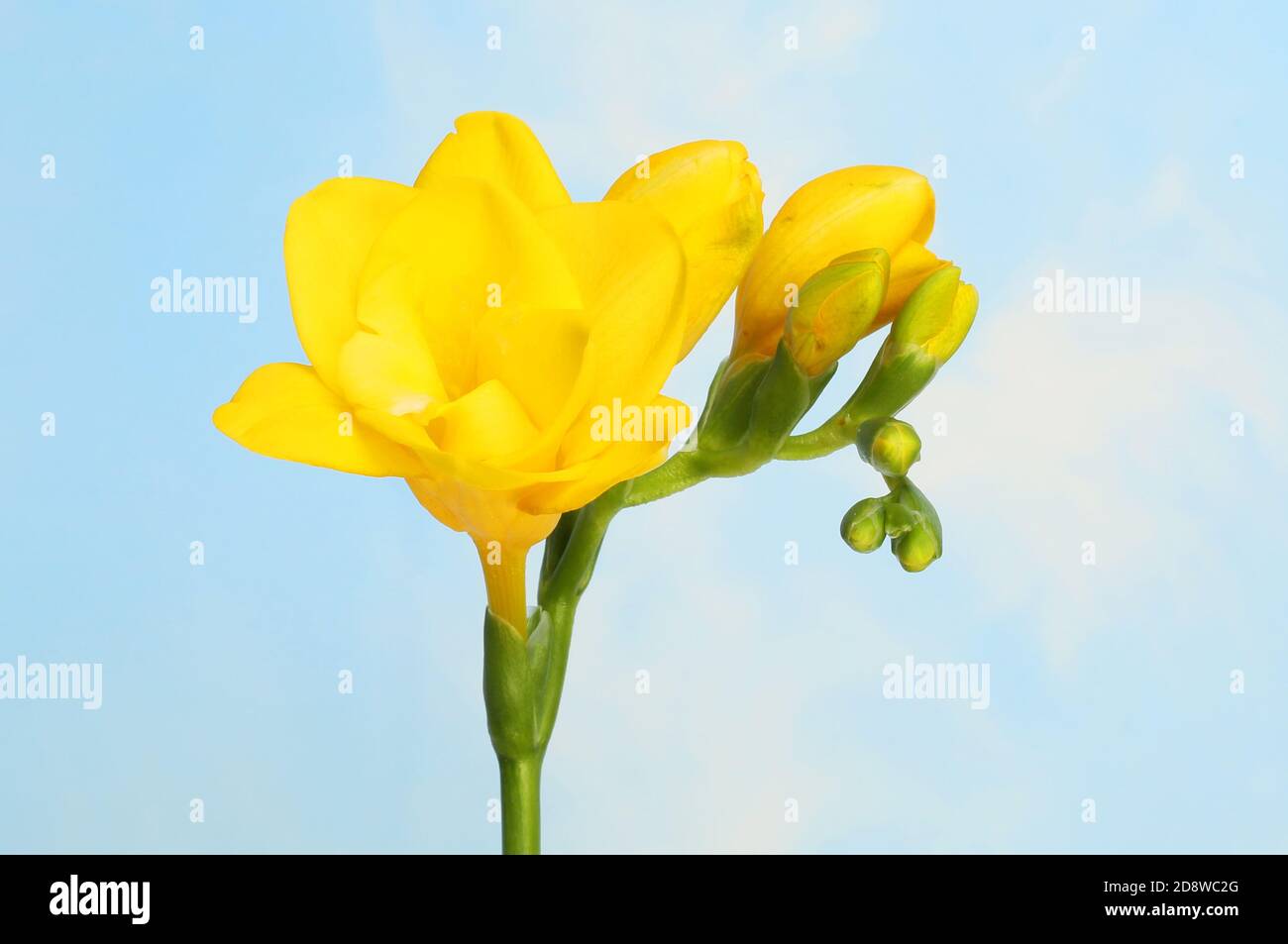 Freesia fiore contro un cielo blu Foto Stock