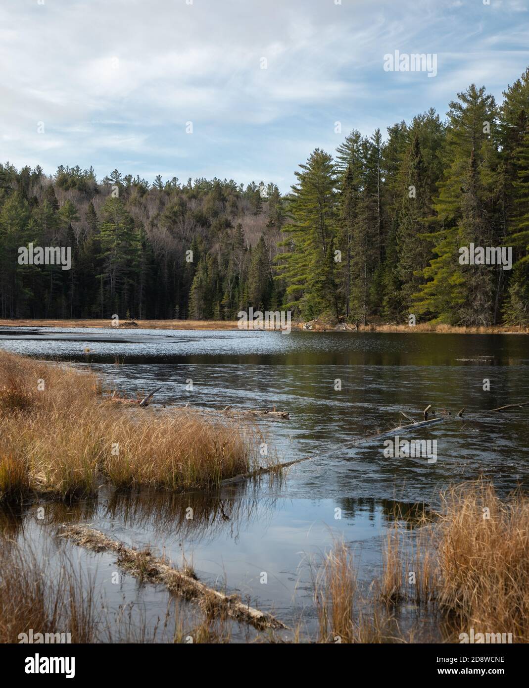 Evergreen alberi intorno al piccolo lago in Algonquin Park Ontario Foto Stock