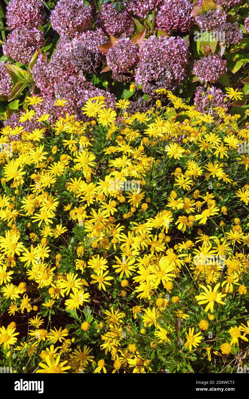 Giardino d'autunno. Fiori gialli luminosi di crisantemo (Chrysanthemum indicum) e fiori selvaggi di idrangea (Hydrangea macrophylla), sfondo Foto Stock