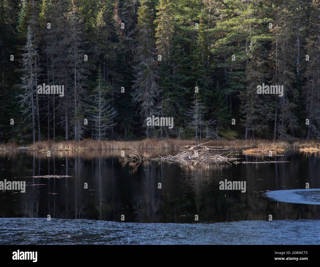 Una capanna di castori vicino alla riva fiancheggiata da alberi sempreverdi Foto Stock