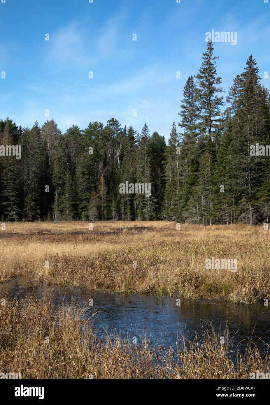 Un lago erboso nel Parco Algonquin e alberi sempreverdi Foto Stock