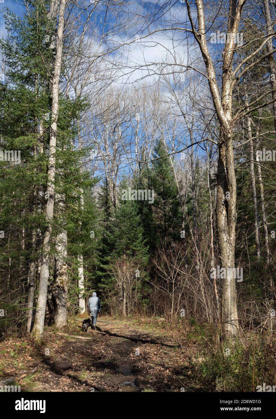 Uomo e cane nella foresta di ottobre a Muskoka Foto Stock