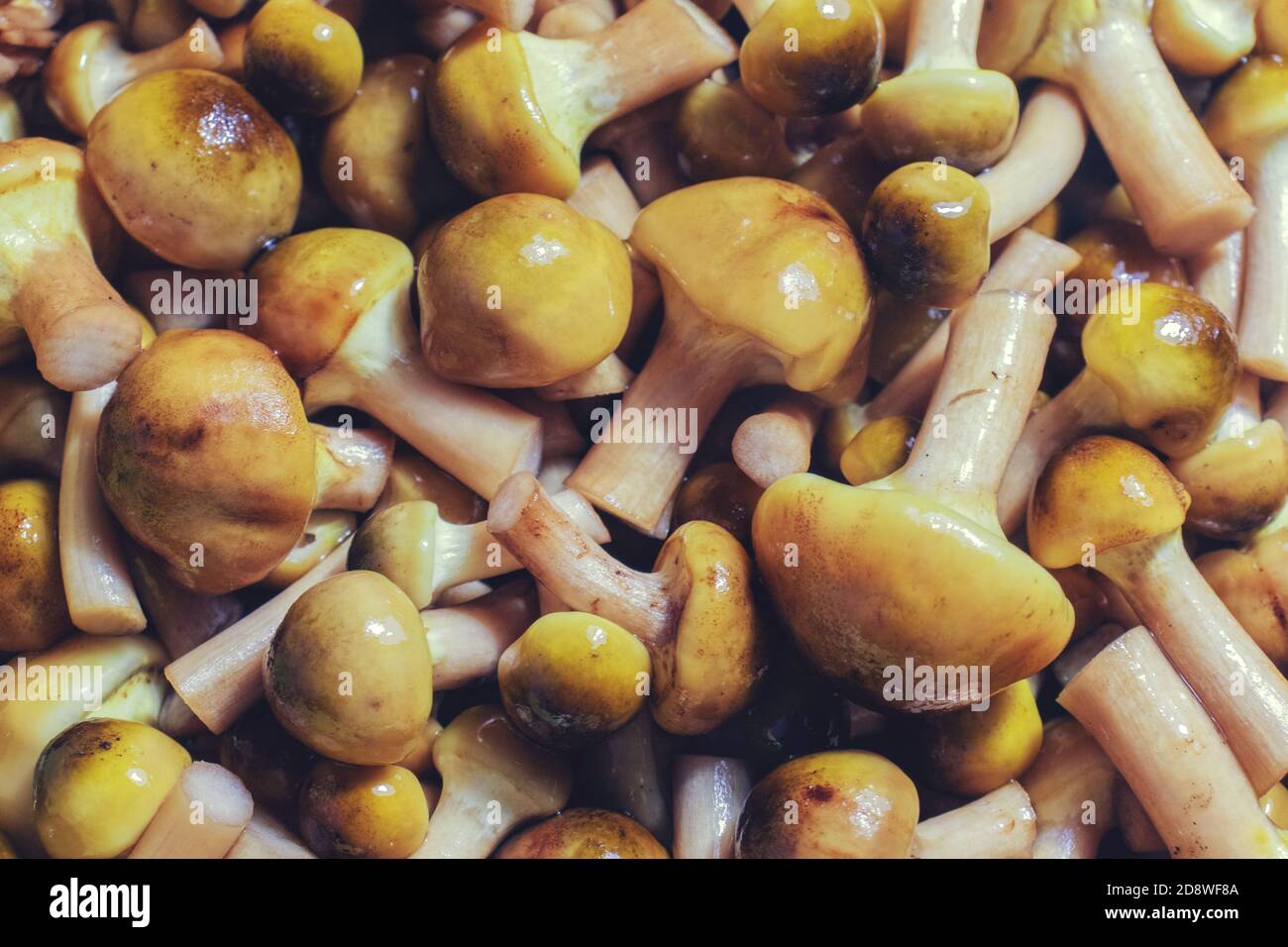 Vista di un gruppo di funghi al miele Foto Stock