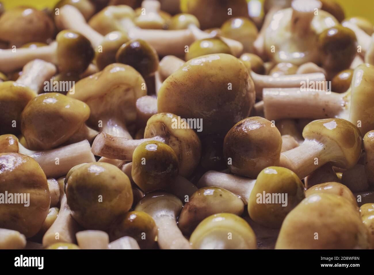 Vista di un gruppo di funghi al miele Foto Stock