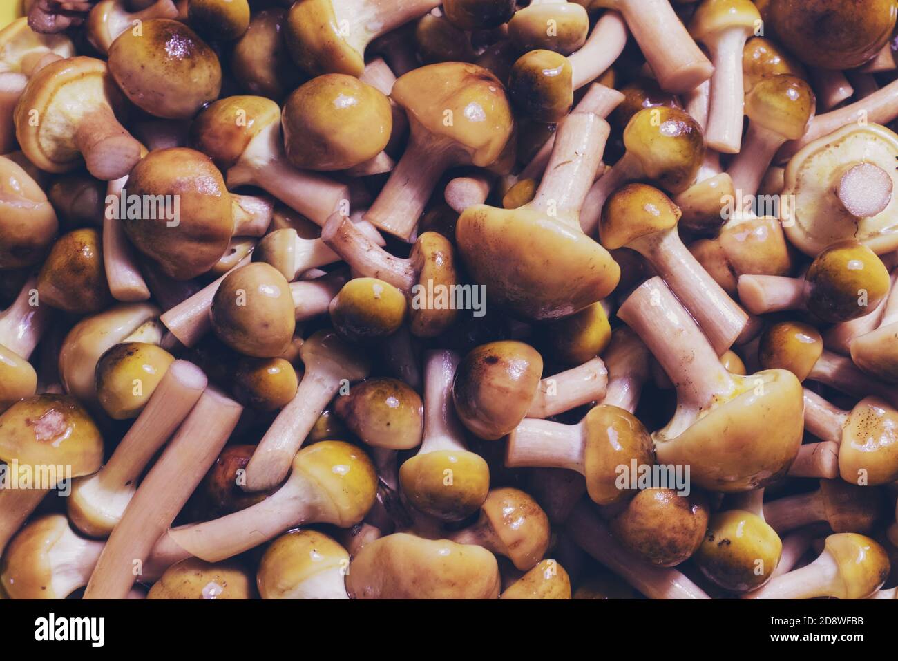 Vista di un gruppo di funghi al miele Foto Stock