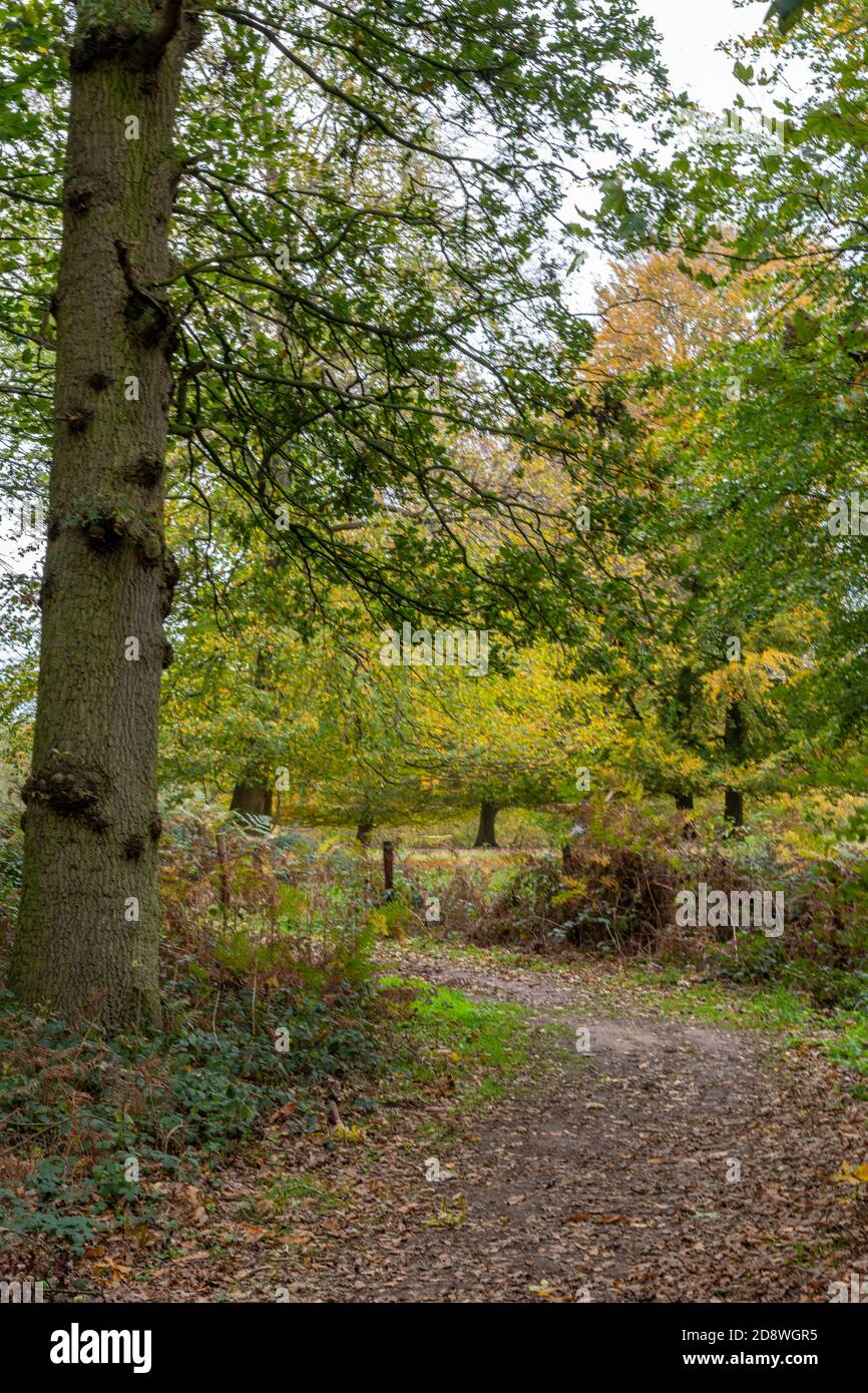 un percorso o una pista attraverso il bosco o boschi in autunno con foglie e fogliame in norfolk uk Foto Stock