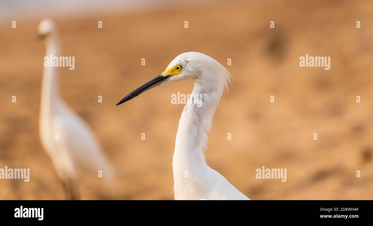 Un airone di Egret innevato sta levandosi in piedi con il relativo gregge come L'Ocean Surf scorre a Shore Foto Stock