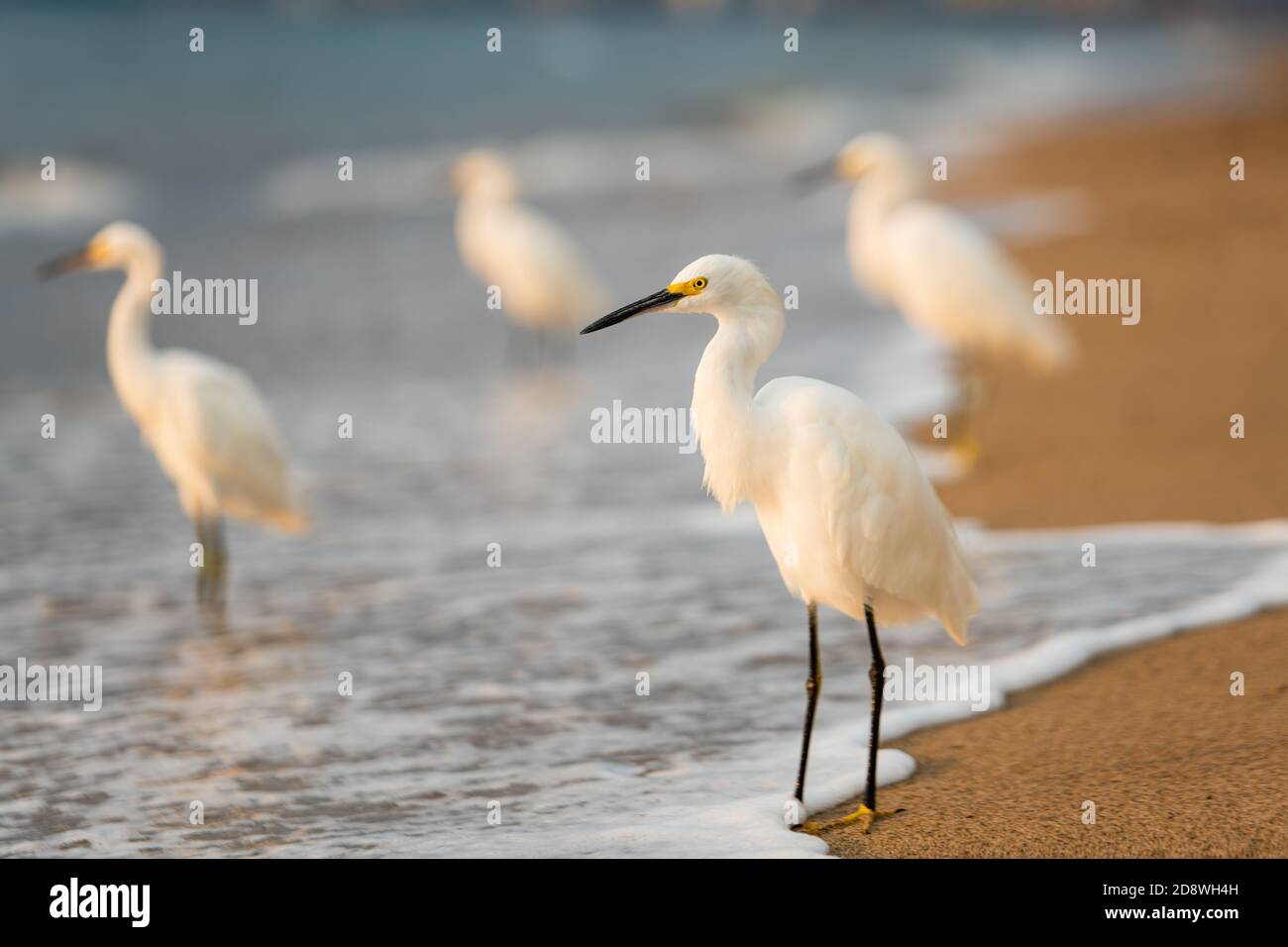 Un airone di Egret innevato sta levandosi in piedi con il relativo gregge come L'Ocean Surf scorre a Shore Foto Stock