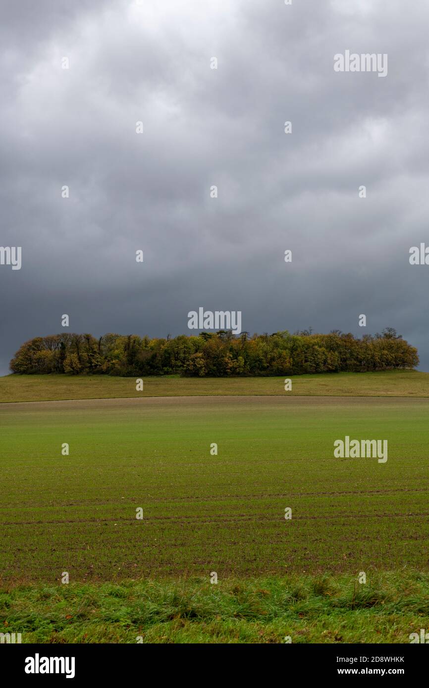 un grumo di alberi in un campo in cambridgeshire con un cielo nuvoloso scuro minaccioso e campi verdi Foto Stock