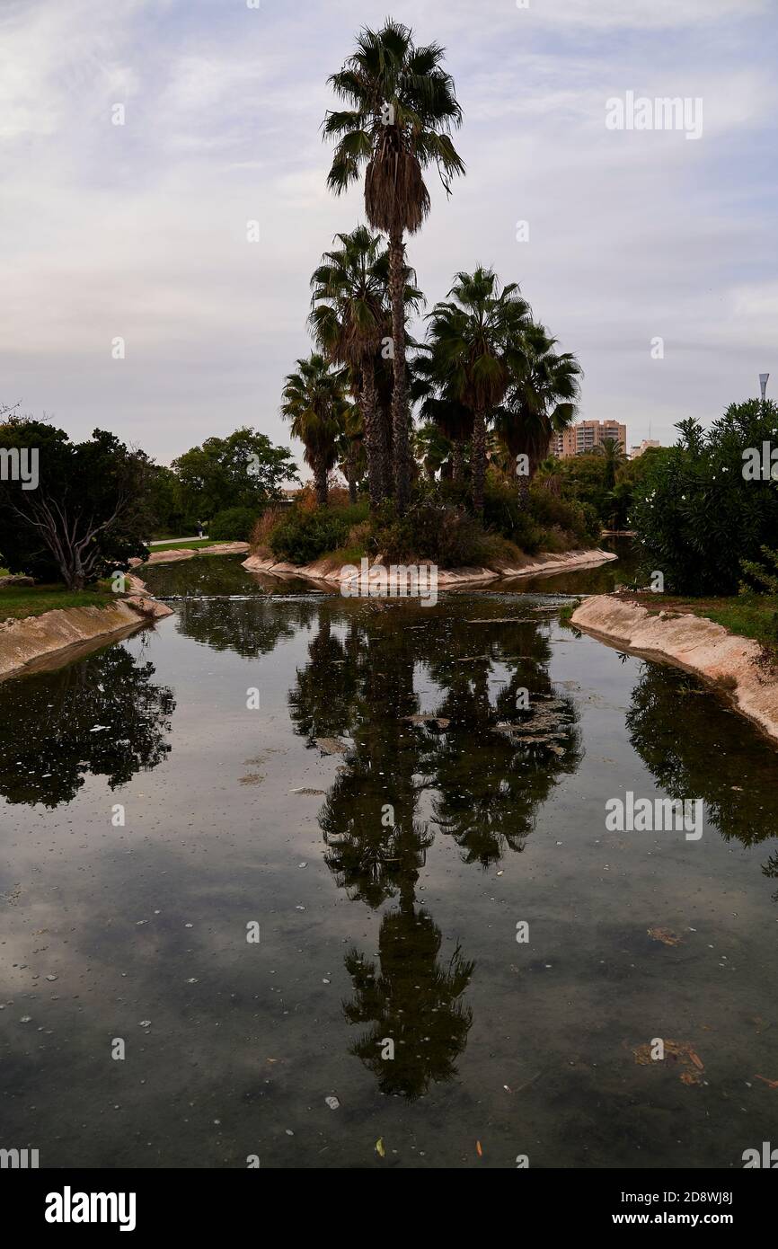 Riflessi di una palma sull'acqua, urbano, vegetazione Foto Stock