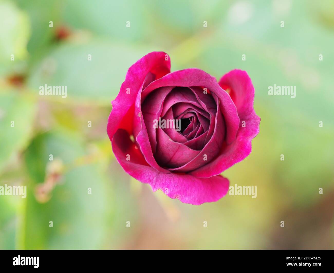 Piccola rosetta rossa in fiore Foto Stock