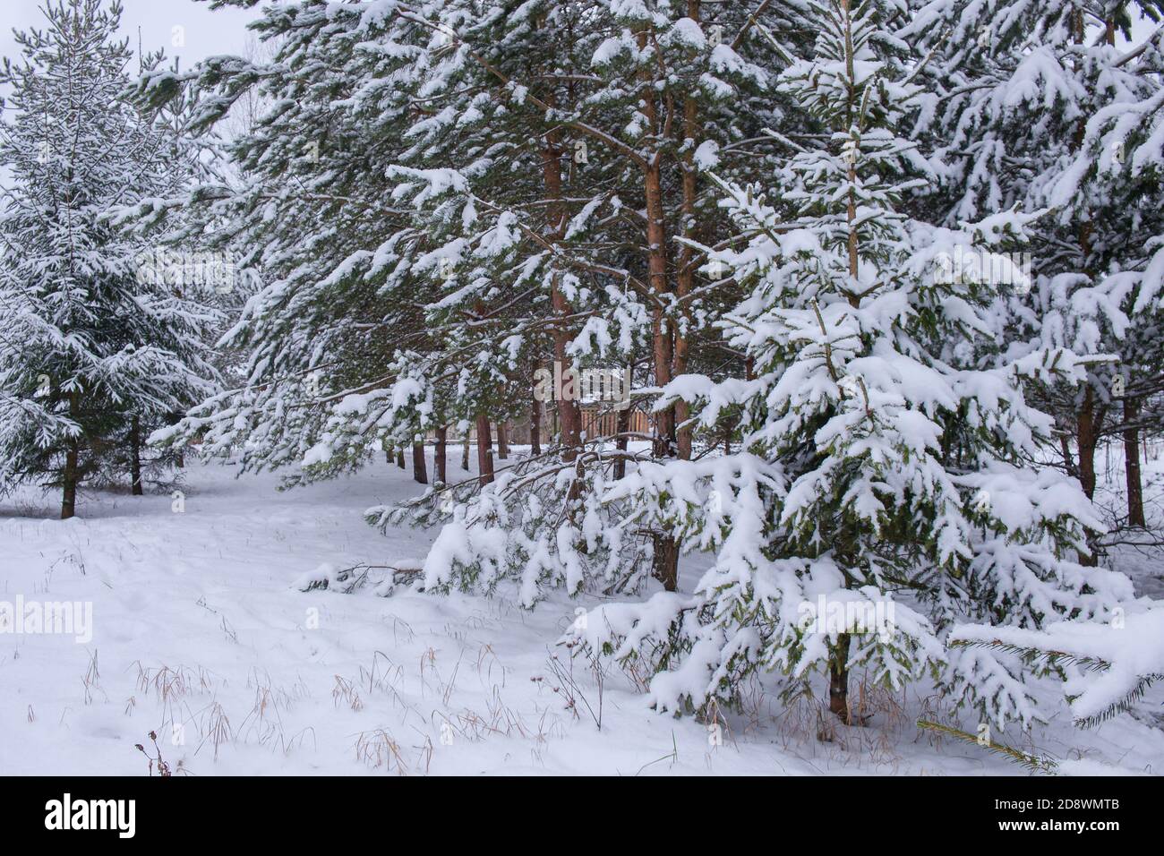 Prima neve in campagna. Paesaggio rurale invernale di conifere ghiacciate e sentieri innevati Foto Stock