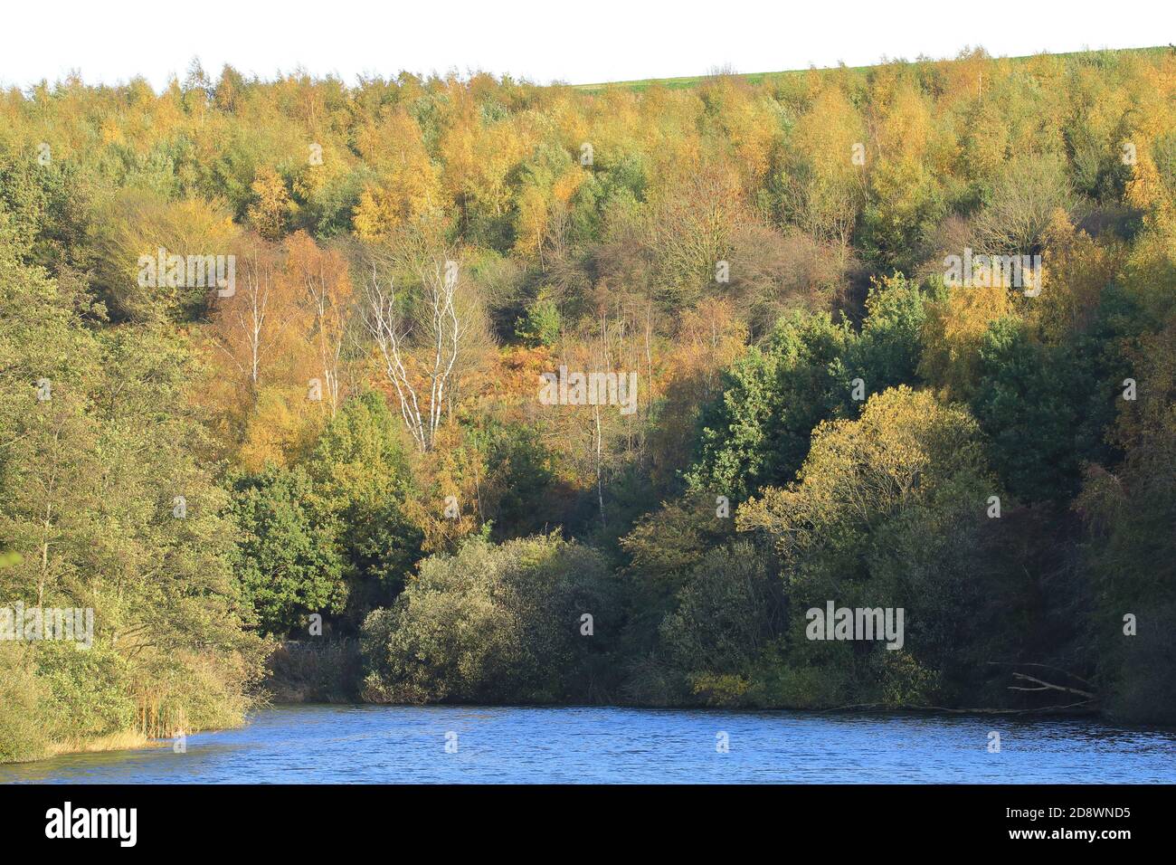 una collina boscosa a ulley reservoir nel mese di ottobre come il le foglie iniziano a trasformarsi nei loro colori autunnali Foto Stock