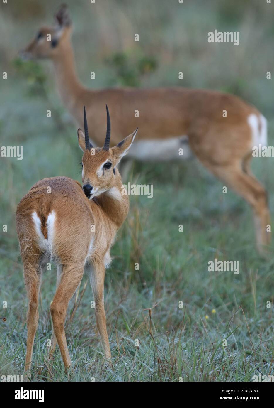 Un maschio (oribi Ourebia ourebi) stallieri la sua schiena. Parco Nazionale del Serengeti, Tanzania. Foto Stock