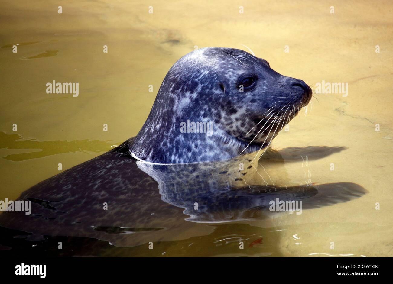 Gweek SEAL santuario in Cornovaglia, Inghilterra Foto Stock