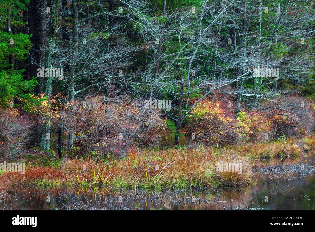 Lago Shoreline vegetazione autunnale lungo il lago Terra promesso in Pennsylvania Pocono Mountains Foto Stock