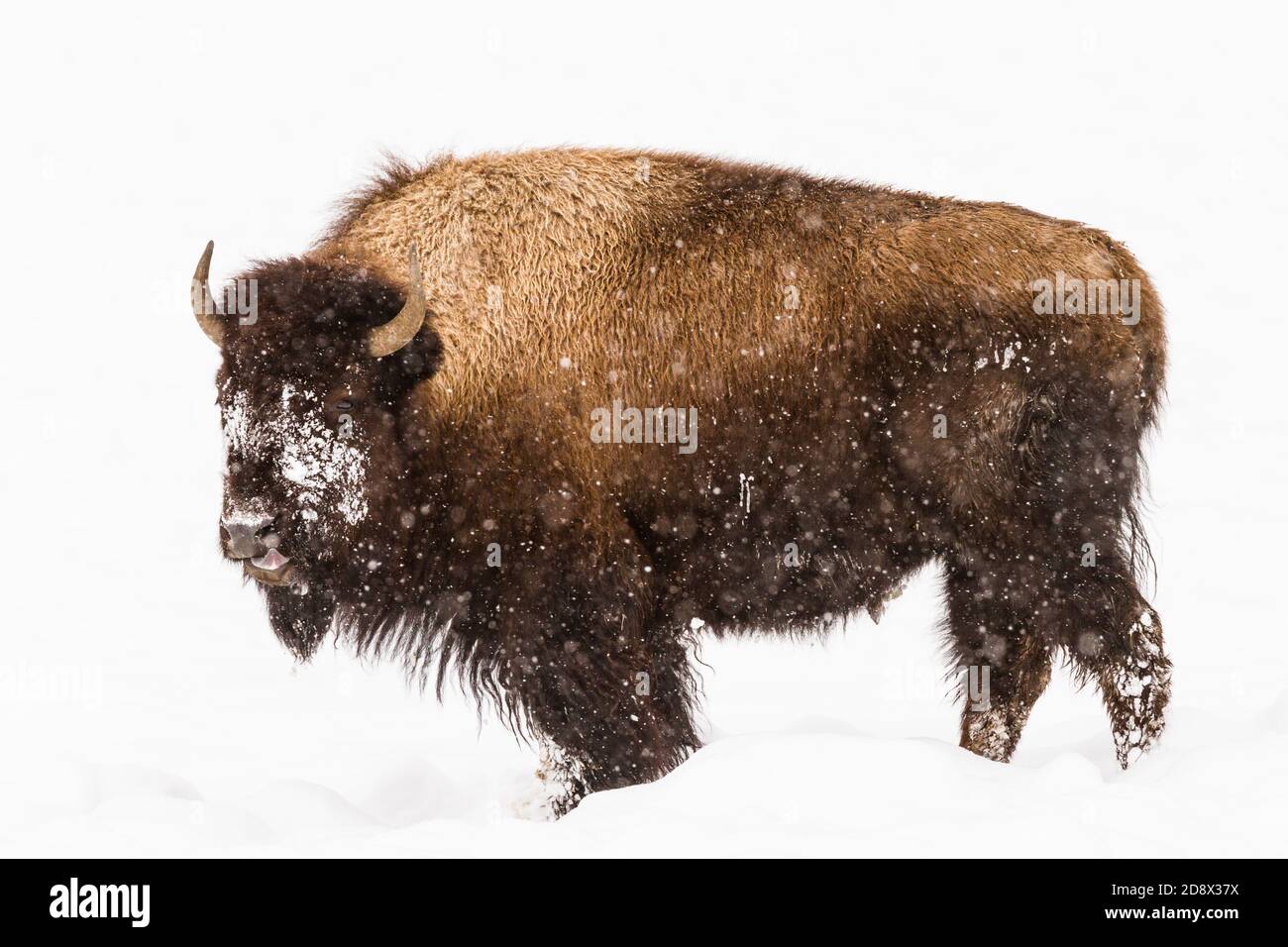 Un bisonte americano in una tempesta di neve nel Parco Nazionale di Yellowstone, Wyoming, Stati Uniti. Foto Stock